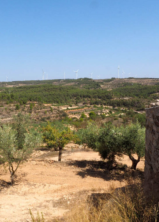 Una plantación de 750 olivos que producen 8.200 kg con masia y almacén y con agua de la red de regantes de la Terra Alta. Tarragona