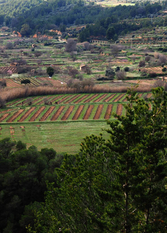 Finca amb vinya, riu i restes de casa a Bot Terra Alta