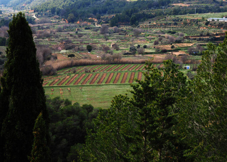 Dos camps de vinya Garnatxa