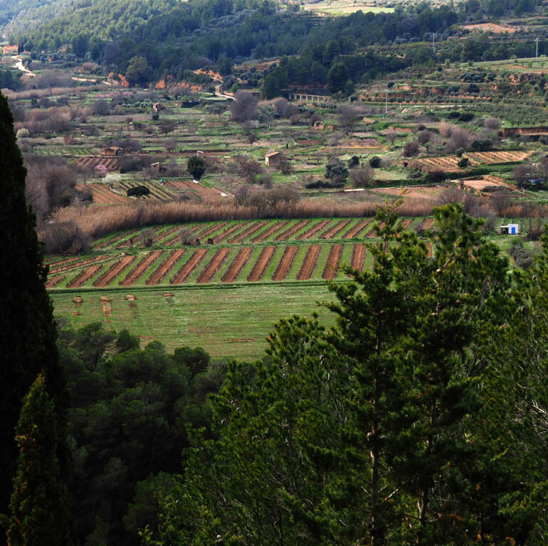 Finca amb vinya, riu i restes de casa a Bot Terra Alta