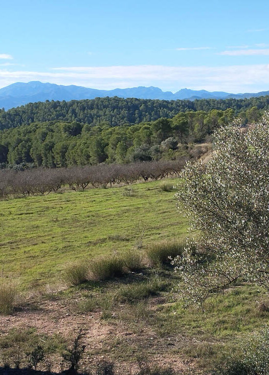 Finca amb regadiu a prop de Mora d'Ebre