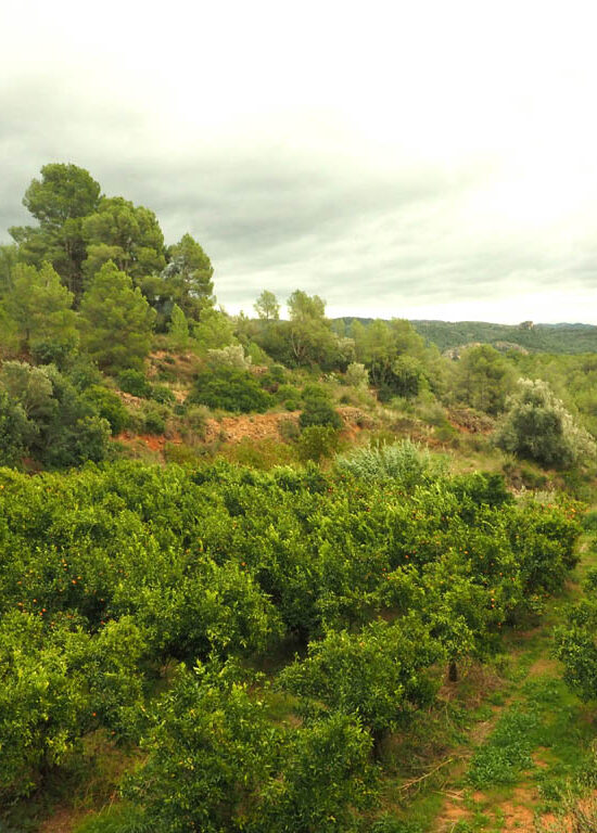 Finca de Benifallet amb terrasses, mandarines, albercocs i presseguers