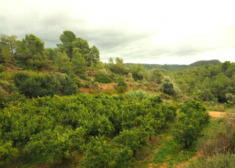 Finca de Benifallet amb terrasses, mandarines, albercocs i presseguers