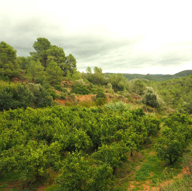 Finca de Benifallet amb terrasses, mandarines, albercocs i presseguers