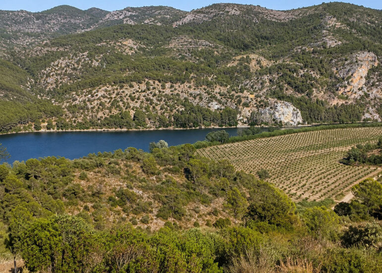 Mas amb 200 oliveres i vistes al riu Ebre a Benifallet Ref 091a Benifallet